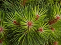 Pinus nigra Lesisko (Tomszak) IMG_0551 Sosna czarna